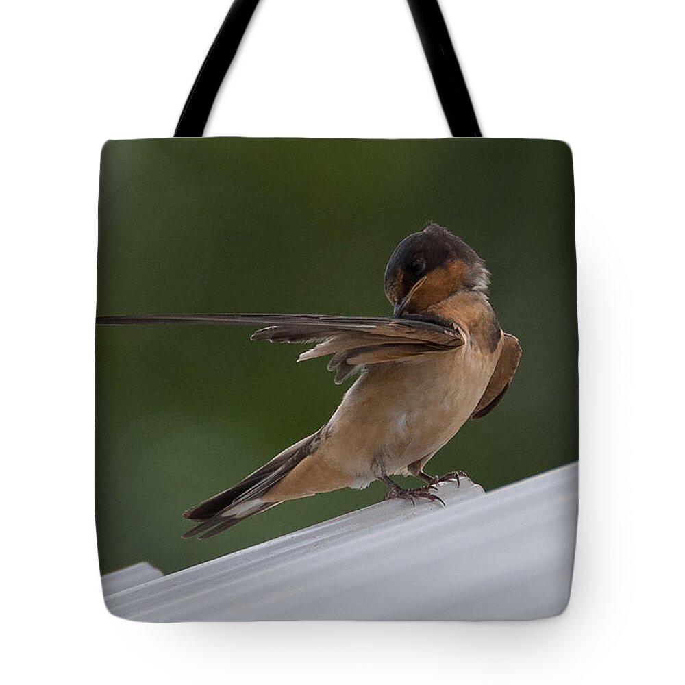 Barn Swallow Tote Bag featuring the photograph Barn Swallow by Holden The Moment