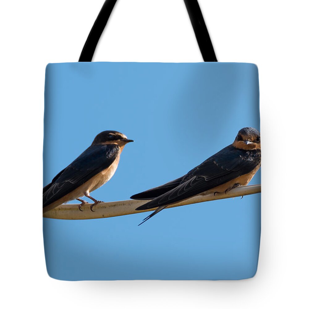 Barn Swallows Tote Bag featuring the photograph Barn Swallows by Holden The Moment