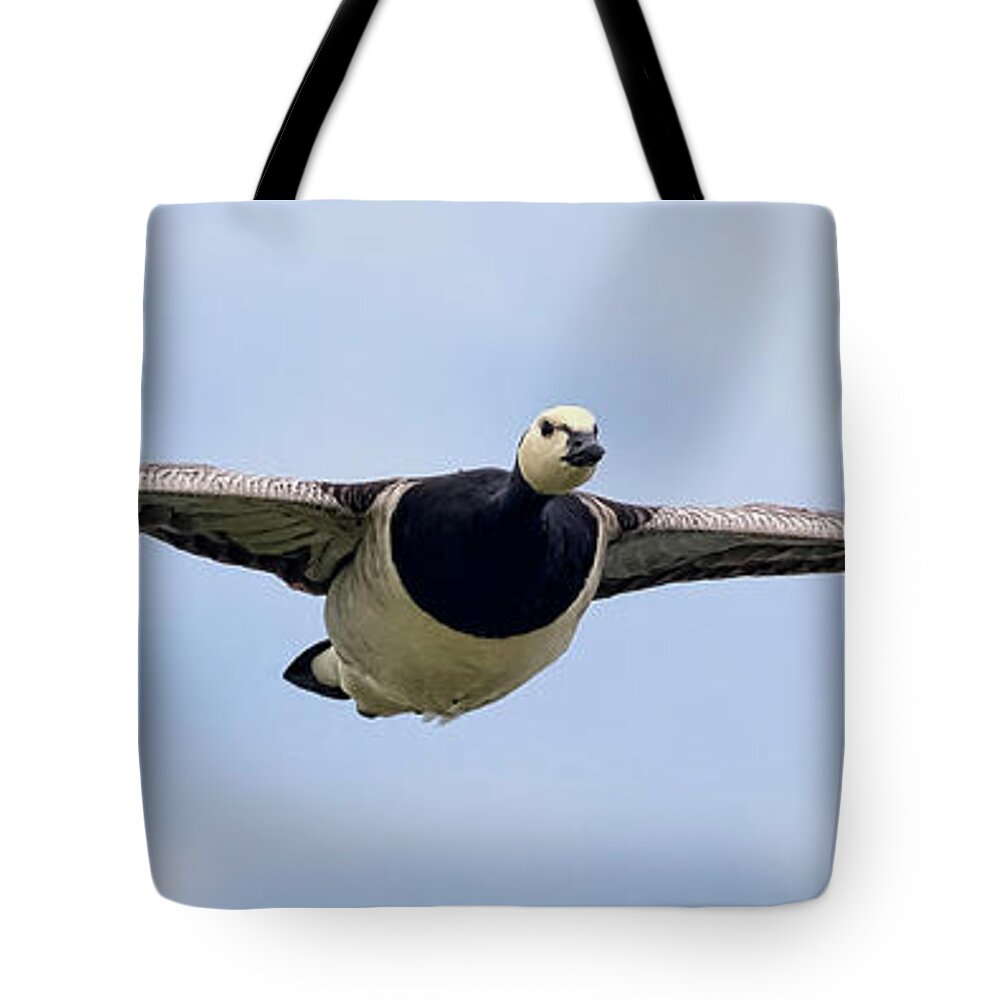Bird Tote Bag featuring the photograph Barnacle Goose by Nadia Sanowar