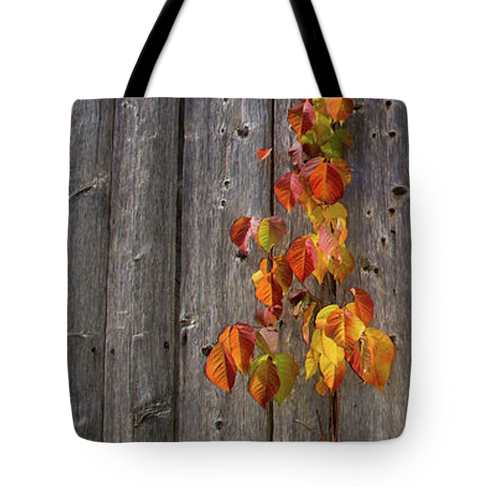 Vermont Tote Bag featuring the photograph Barnyard Vine by Tim Kathka