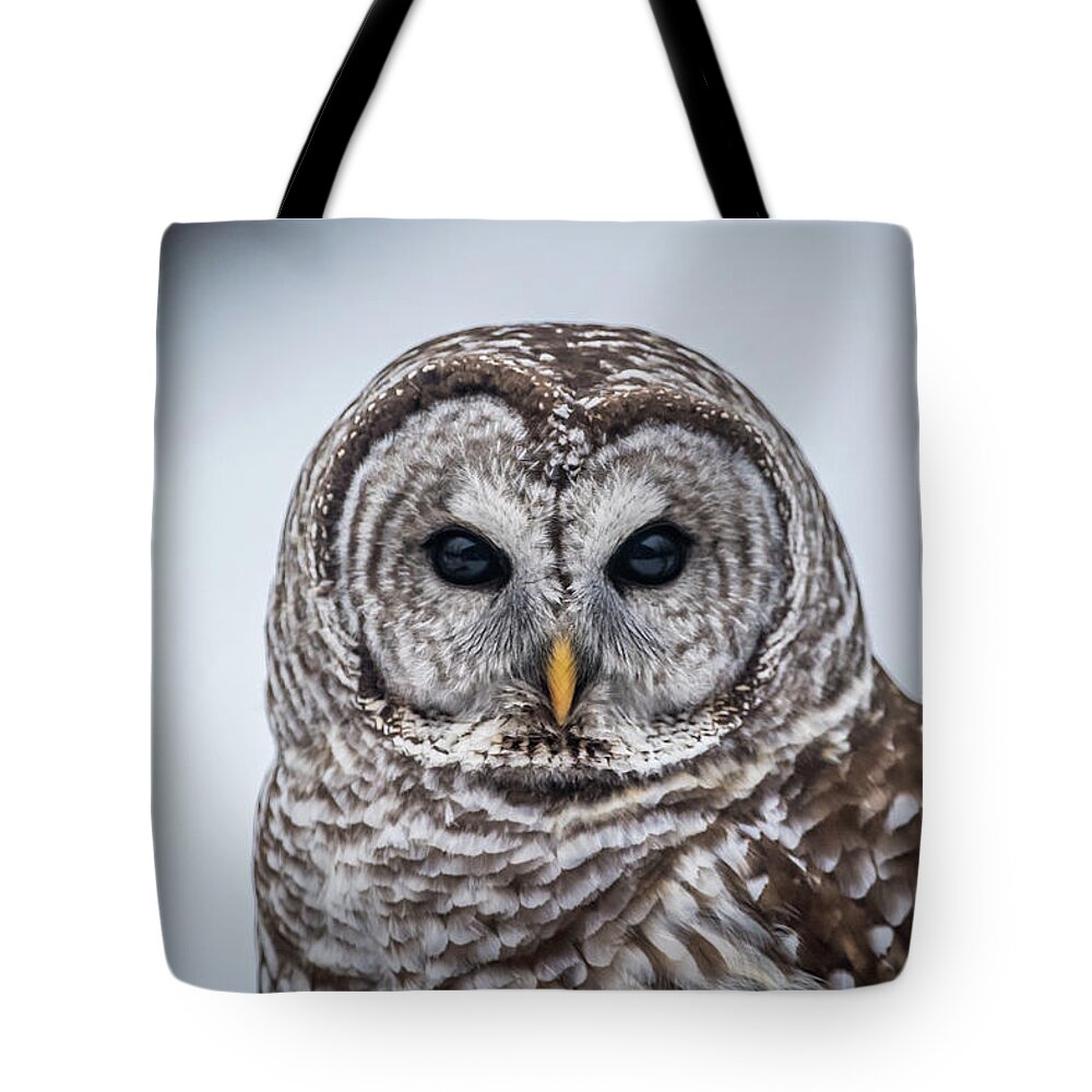 Barred Owl Tote Bag featuring the photograph Barred Owl by Paul Freidlund