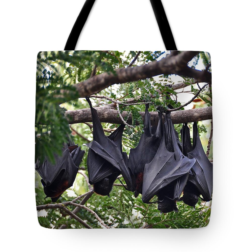 Bats Tote Bag featuring the photograph Bats Hanging Out by Csilla Florida