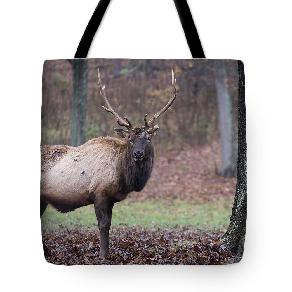 Elk Tote Bag featuring the photograph Battle Scars by Andrea Silies