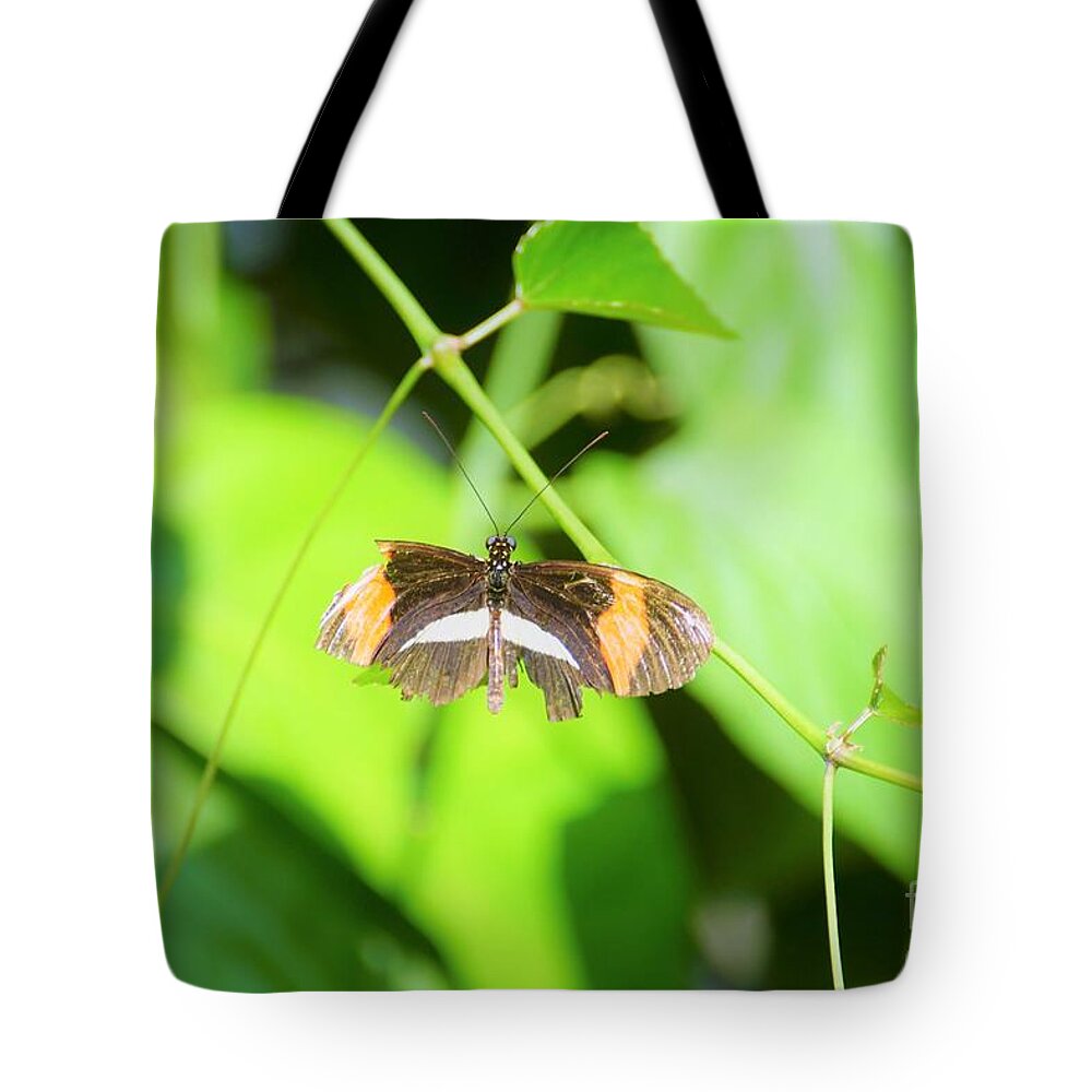Cleveland Ohio Butterfly Tote Bag featuring the photograph Battle-worn Survivor by Merle Grenz