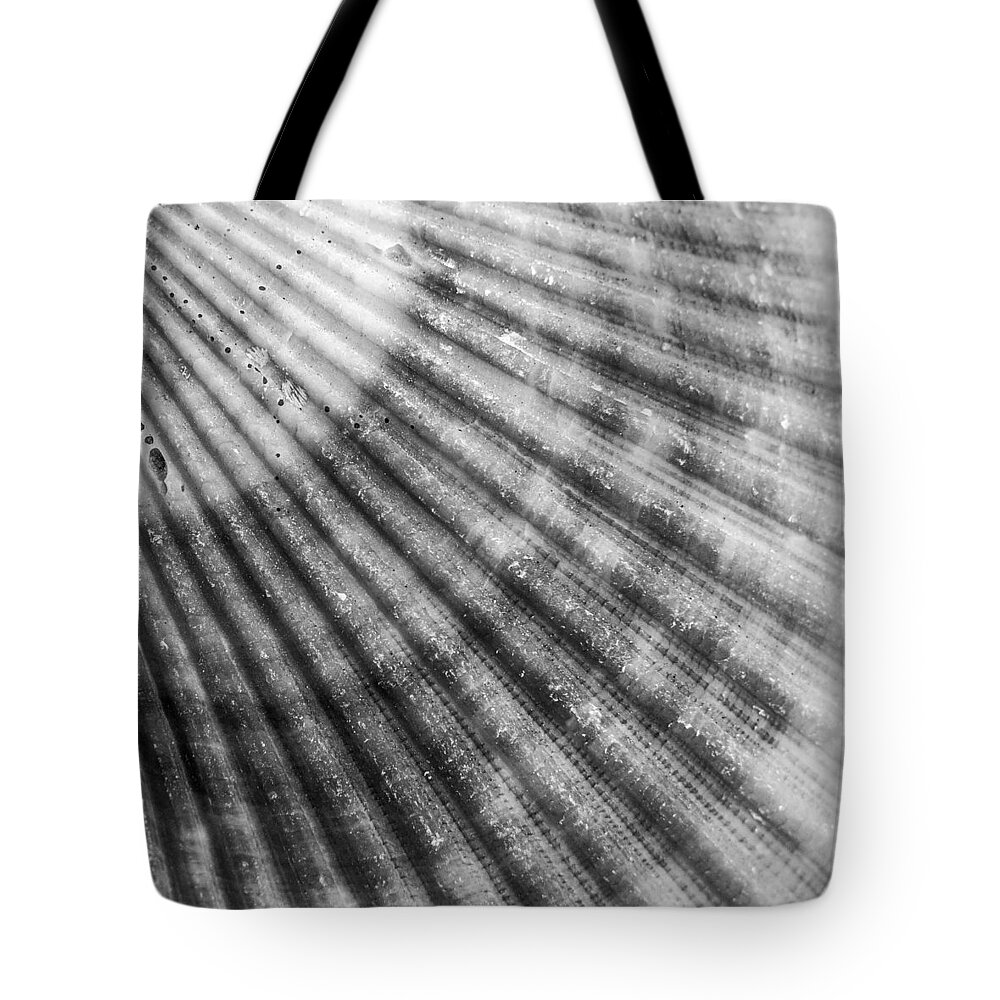 Shells Tote Bag featuring the photograph Bay Scallop Macro by Hermes Fine Art