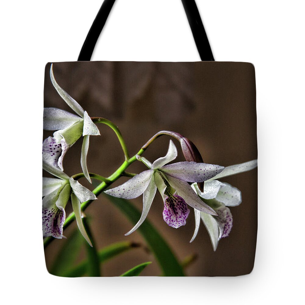 Orchid Tote Bag featuring the photograph Ghillanyara Haleahi by Alana Thrower