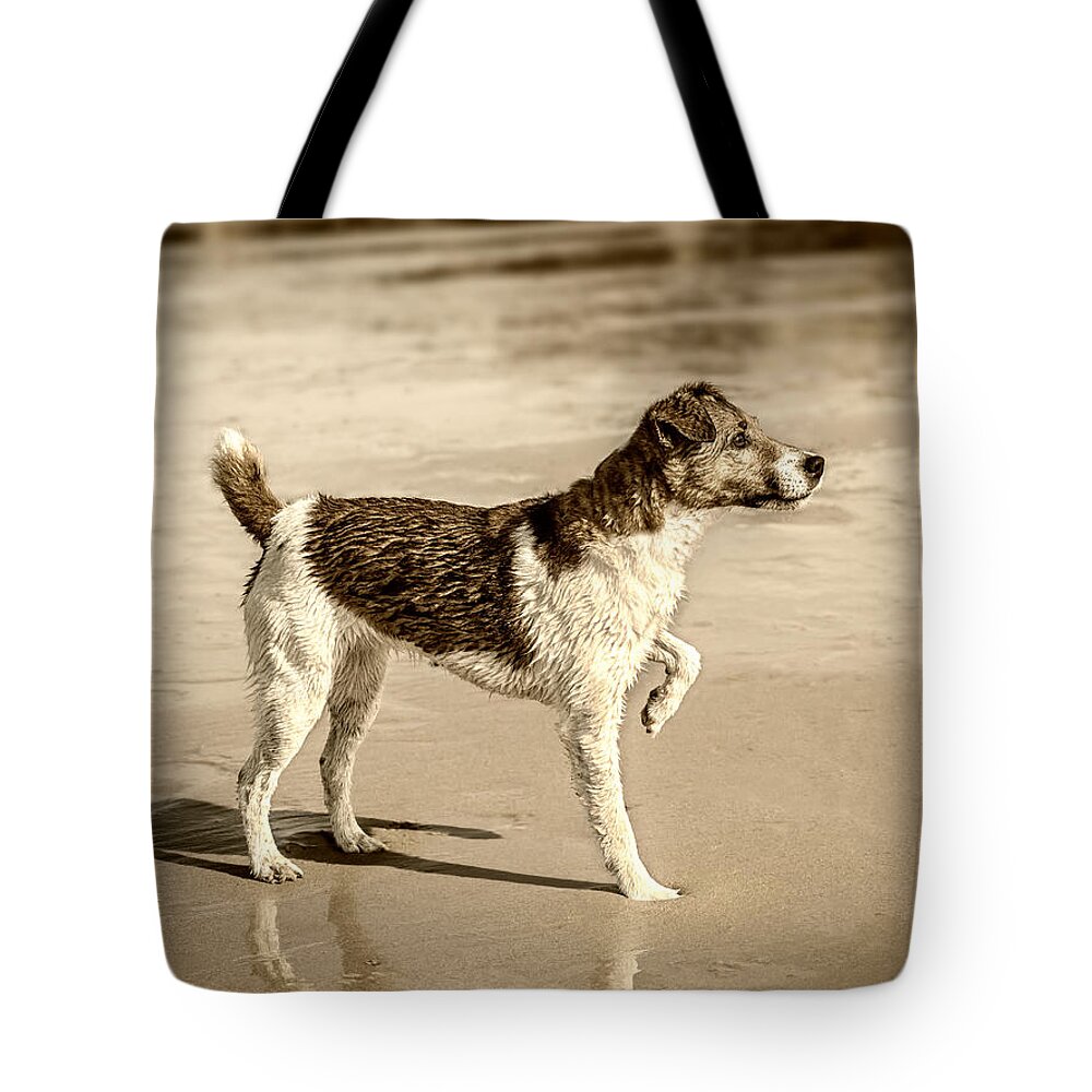 Dog Tote Bag featuring the photograph Beach Ready by Nick Bywater