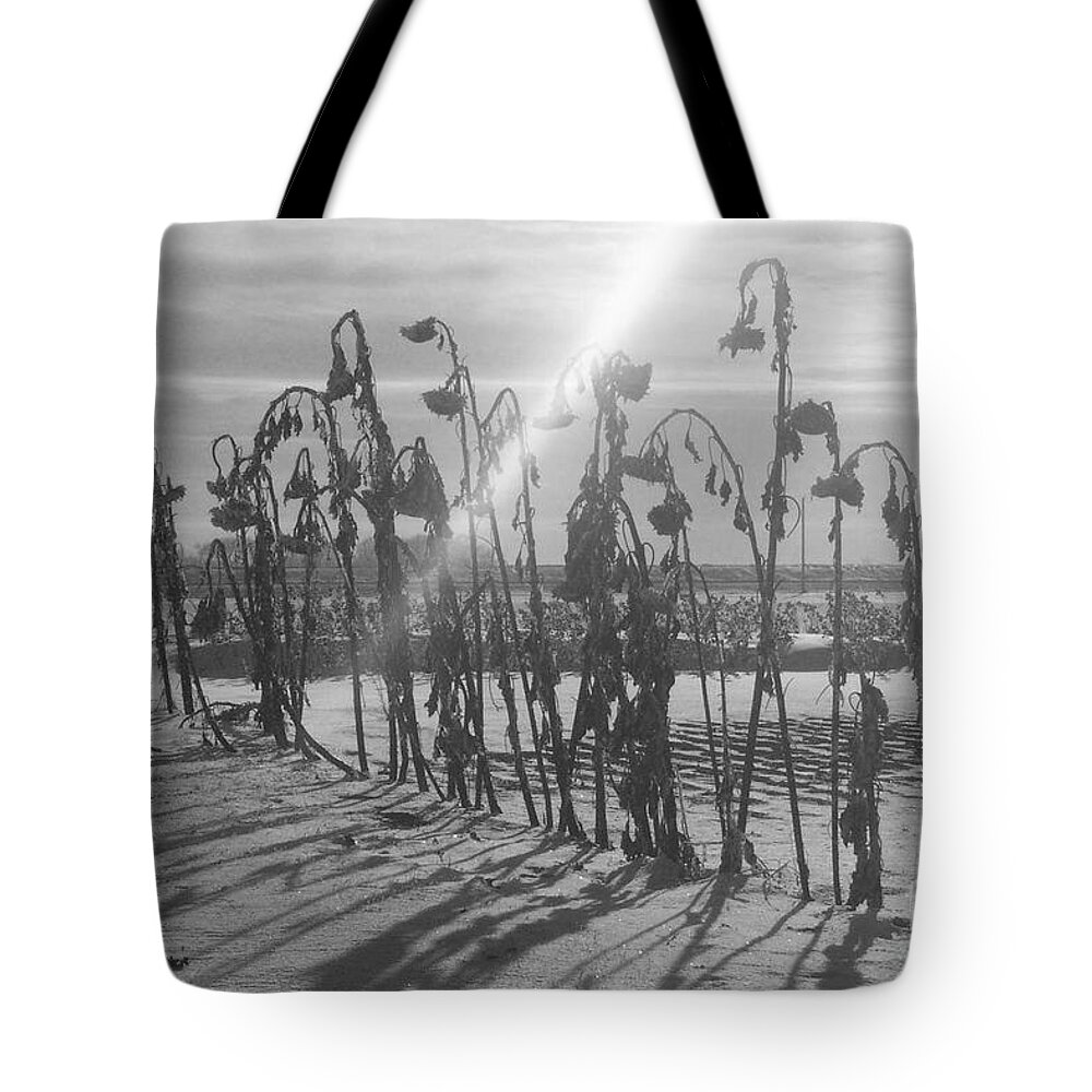 Canada Tote Bag featuring the photograph Beam of Light by Mary Mikawoz
