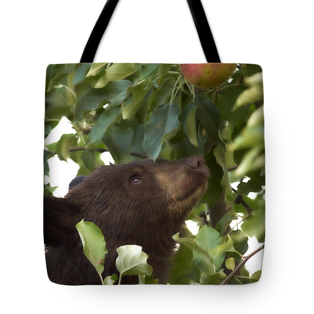 Black Bear Tote Bag featuring the photograph Bear Cub in Apple Tree4 by Loni Collins