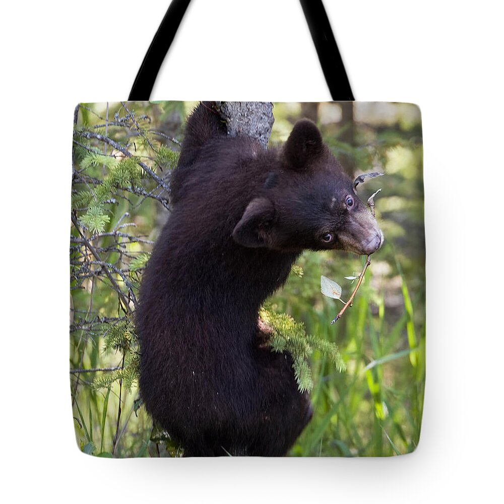 Bear Tote Bag featuring the photograph Bear cub on tree by Jack Nevitt