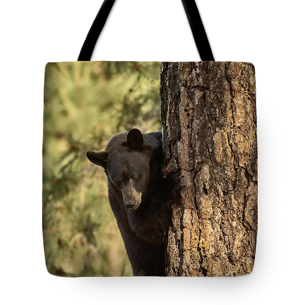 Bear Tote Bag featuring the photograph Bear3 by Loni Collins
