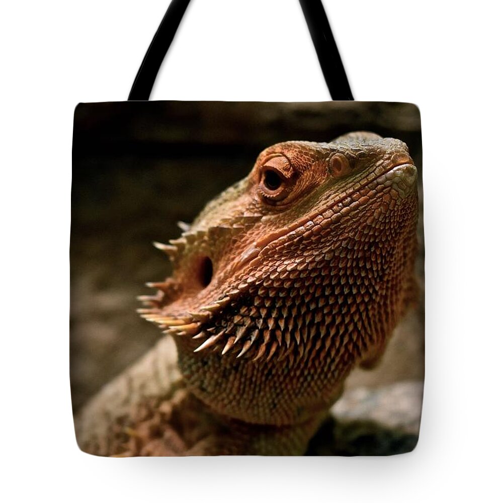 Lizard Tote Bag featuring the photograph Bearded Dragon by Melisa Elliott