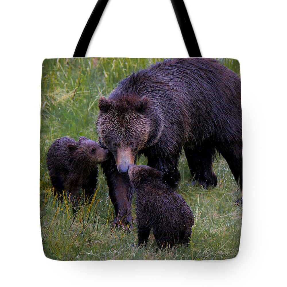 A Grizzly Bear And Her Cubs Were Definitely Not Afraid Of The Rain And Ventured Out For A Fun Morning Of Play And Affection. Tote Bag featuring the photograph Bearly Wet by Ryan Smith