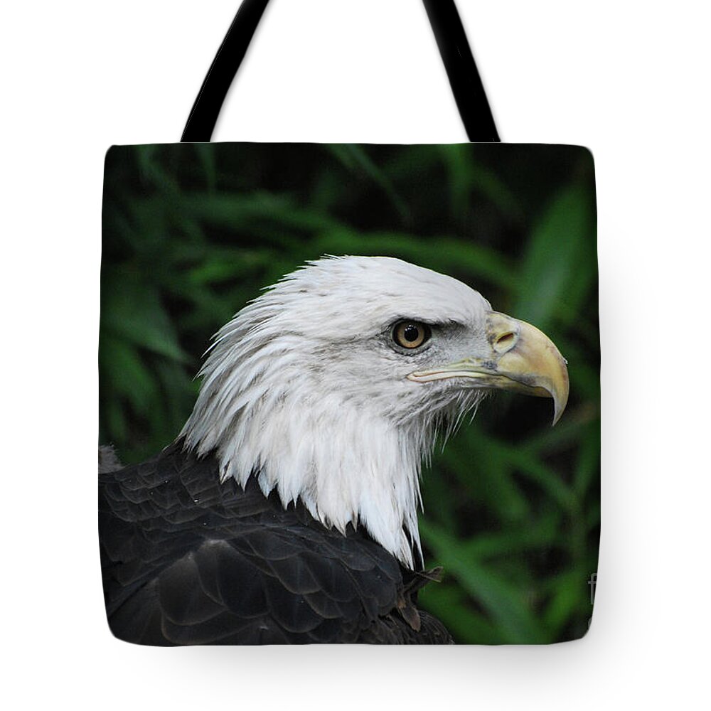Eagle Tote Bag featuring the photograph Beautiful American Bald Eagle by DejaVu Designs