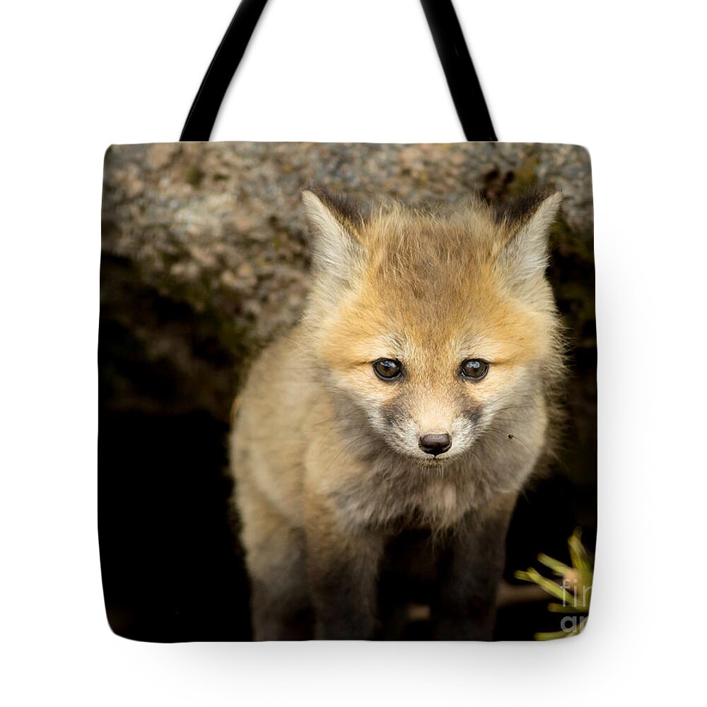Fox Kit Tote Bag featuring the photograph Beautiful Baby by Natural Focal Point Photography