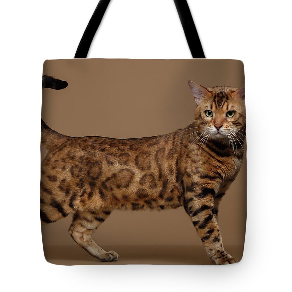 Cat Tote Bag featuring the photograph Beautiful Bengal Cat Stands on Brown background by Sergey Taran