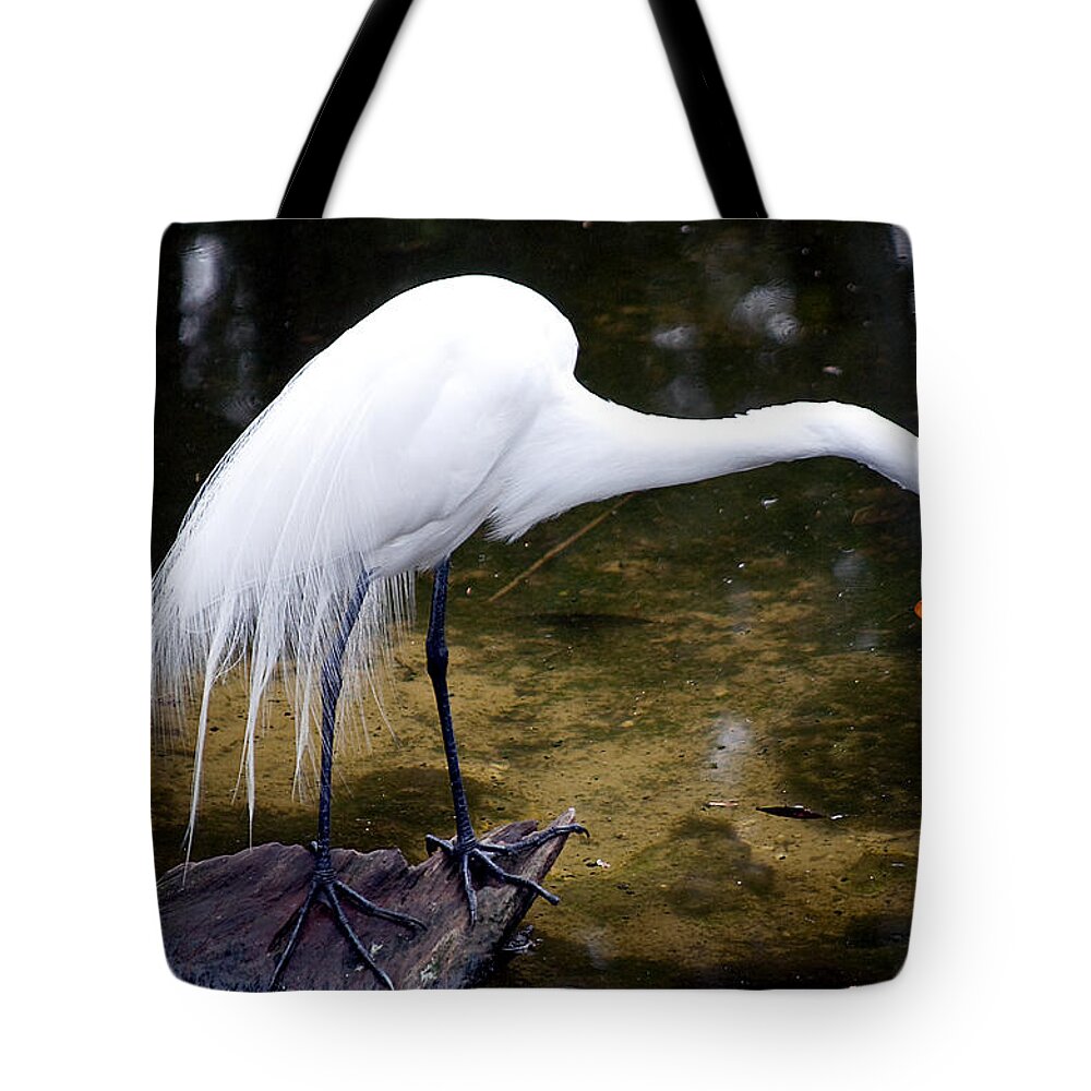 Wildlife Tote Bag featuring the photograph Beautiful Plumage by Kenneth Albin