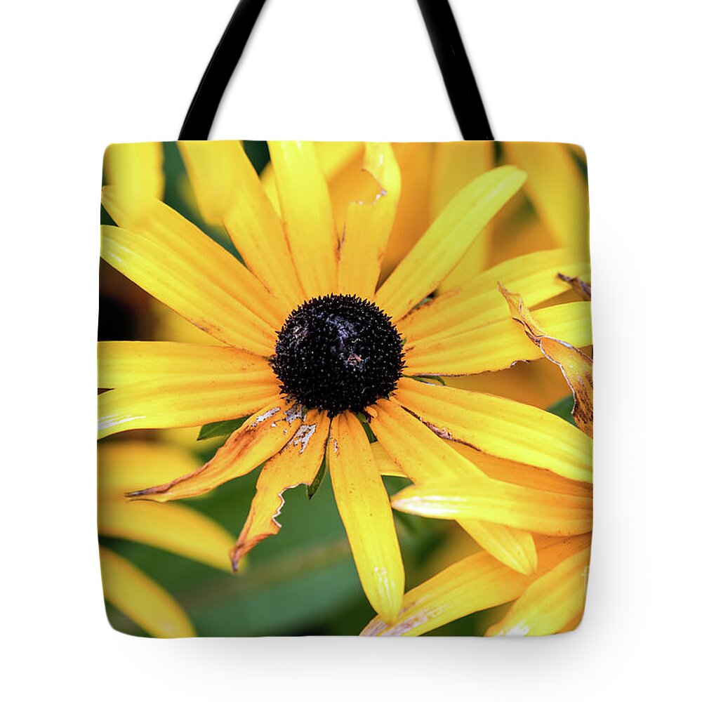 Flower Tote Bag featuring the photograph Beautiful summer flowers by Sam Rino