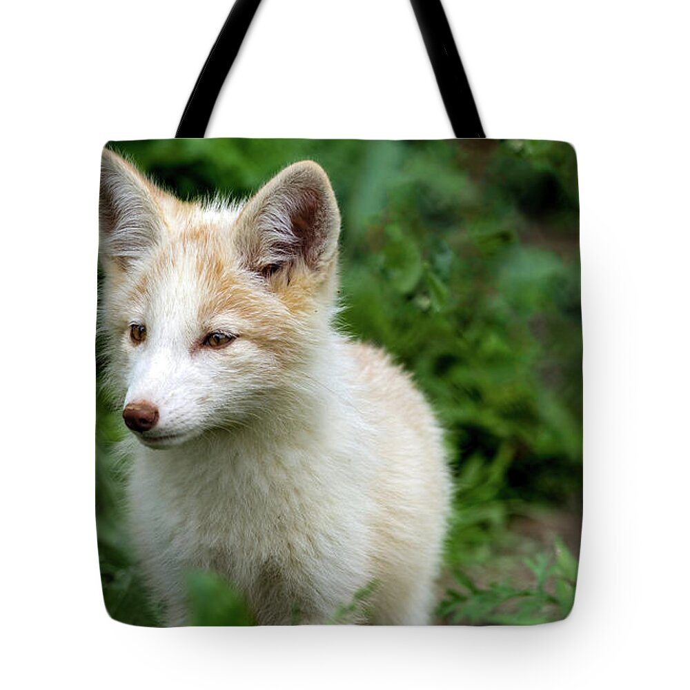 Fox Tote Bag featuring the photograph Beautiful young fox portrait by Sam Rino