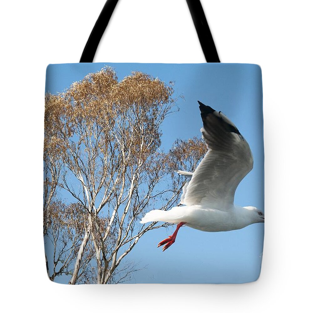 Seagull Tote Bag featuring the photograph Beautiful Australian Seagull. Exclusive Photo Art. by Geoff Childs