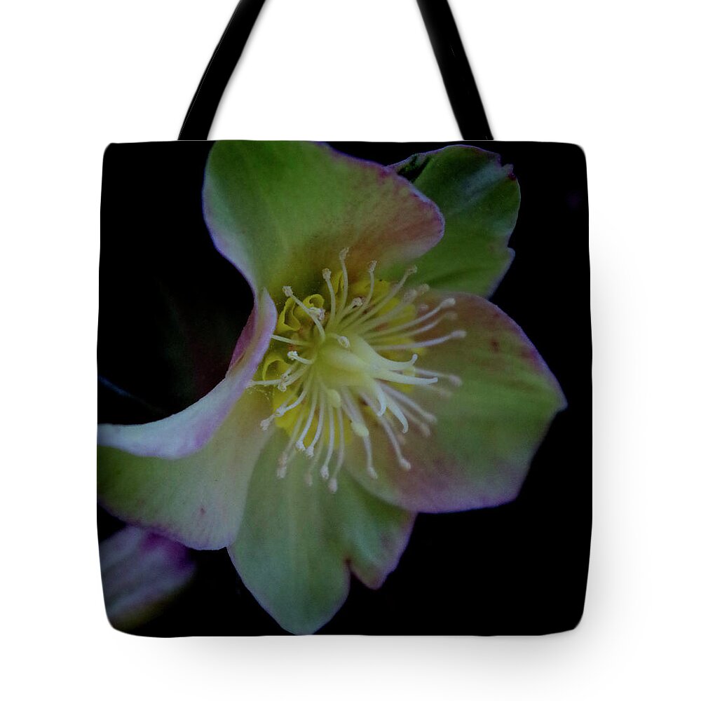 Flower Tote Bag featuring the photograph Beauty Awakens by Bess Carter