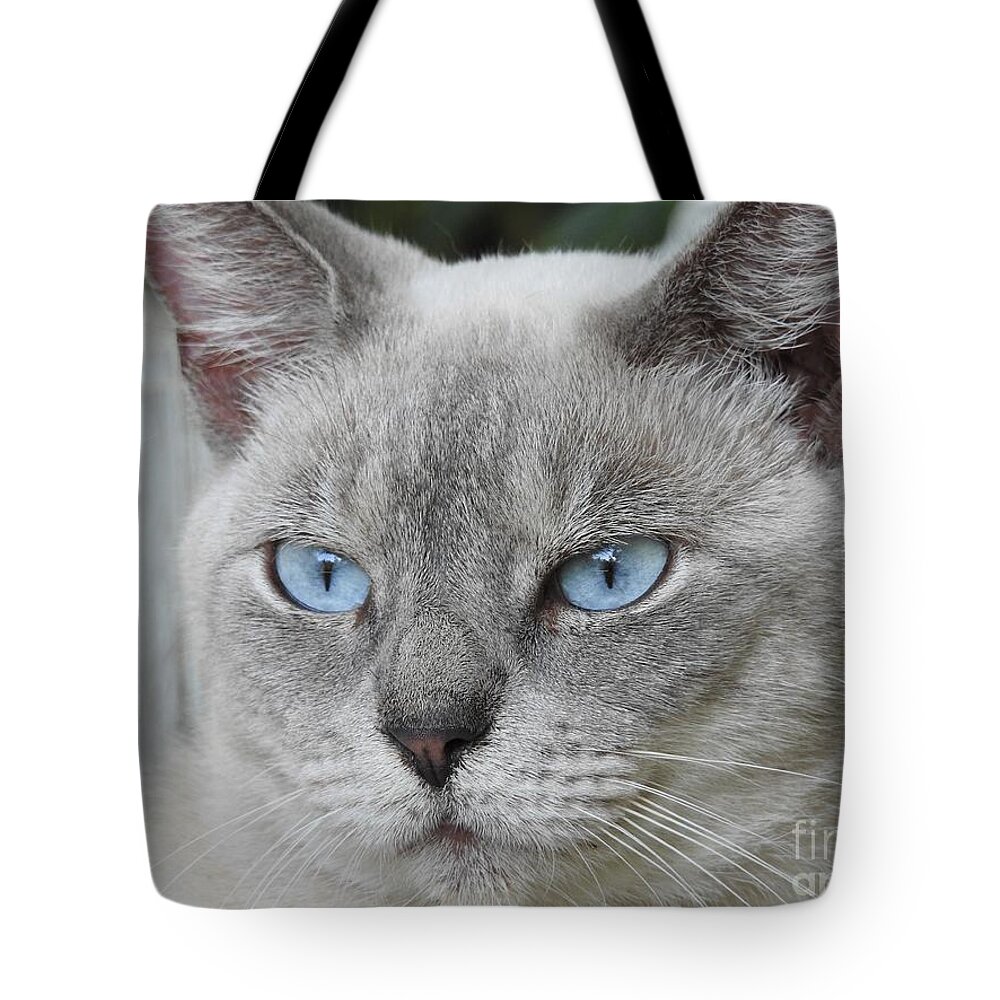 Cat Tote Bag featuring the photograph Beauty Of Blue by Jan Gelders