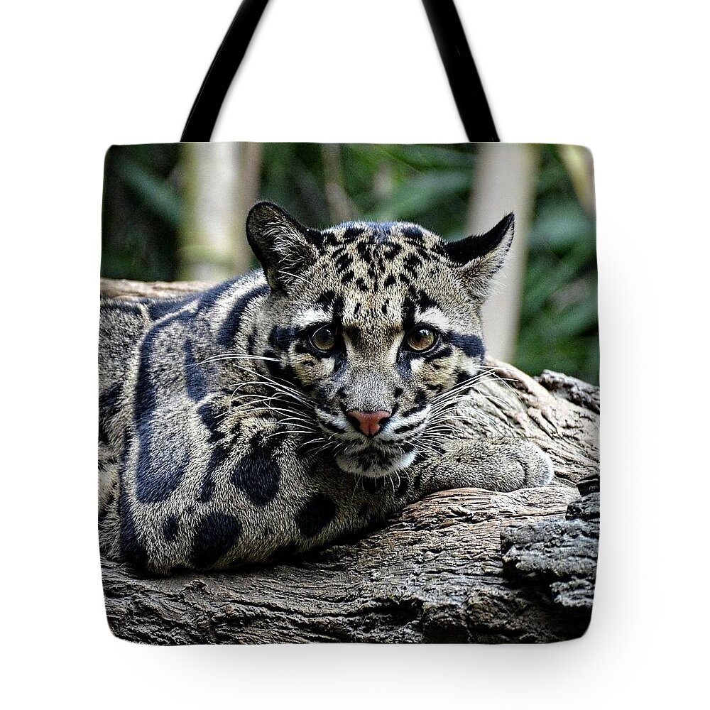 Clouded Leopard Tote Bag featuring the photograph Clouded Leopard beauty by Ronda Ryan