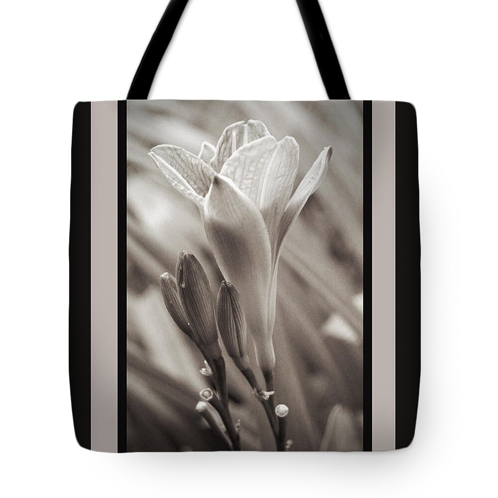 Beautfiul Tote Bag featuring the photograph Beauty Within with frame by Tina W