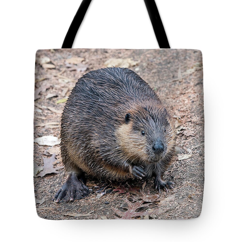 Beaver Tote Bag featuring the photograph Beaver by William Bitman