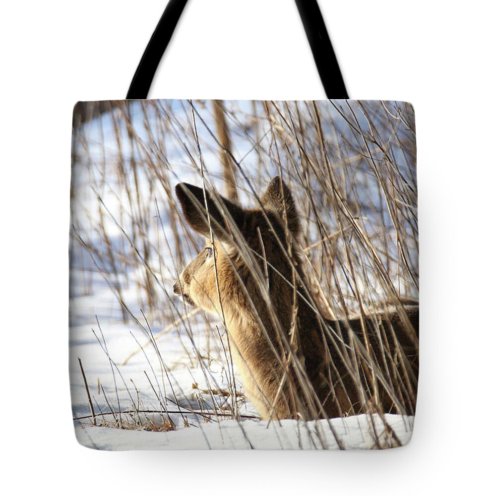 Doe Tote Bag featuring the photograph Bedded Fawn 2 by Brook Burling