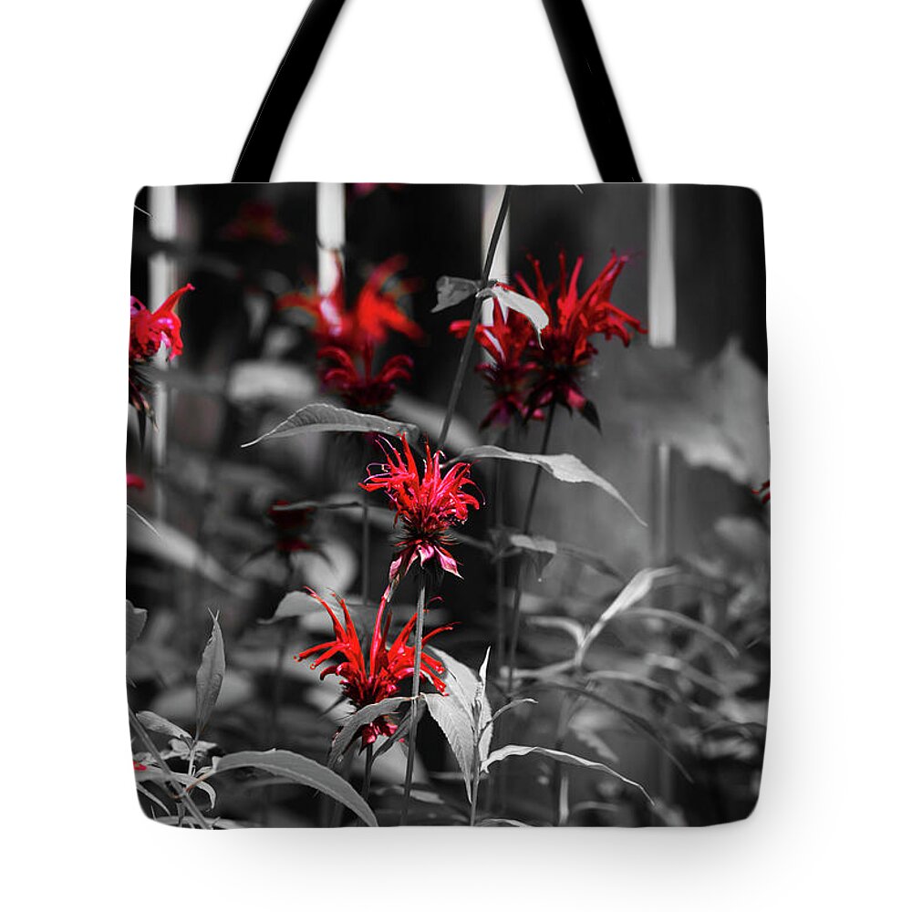 Bee Balm Tote Bag featuring the photograph Bee Balm Color by David Stasiak