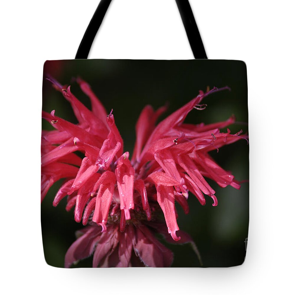 Bee Balm Tote Bag featuring the photograph Bee Balm by Randy Bodkins