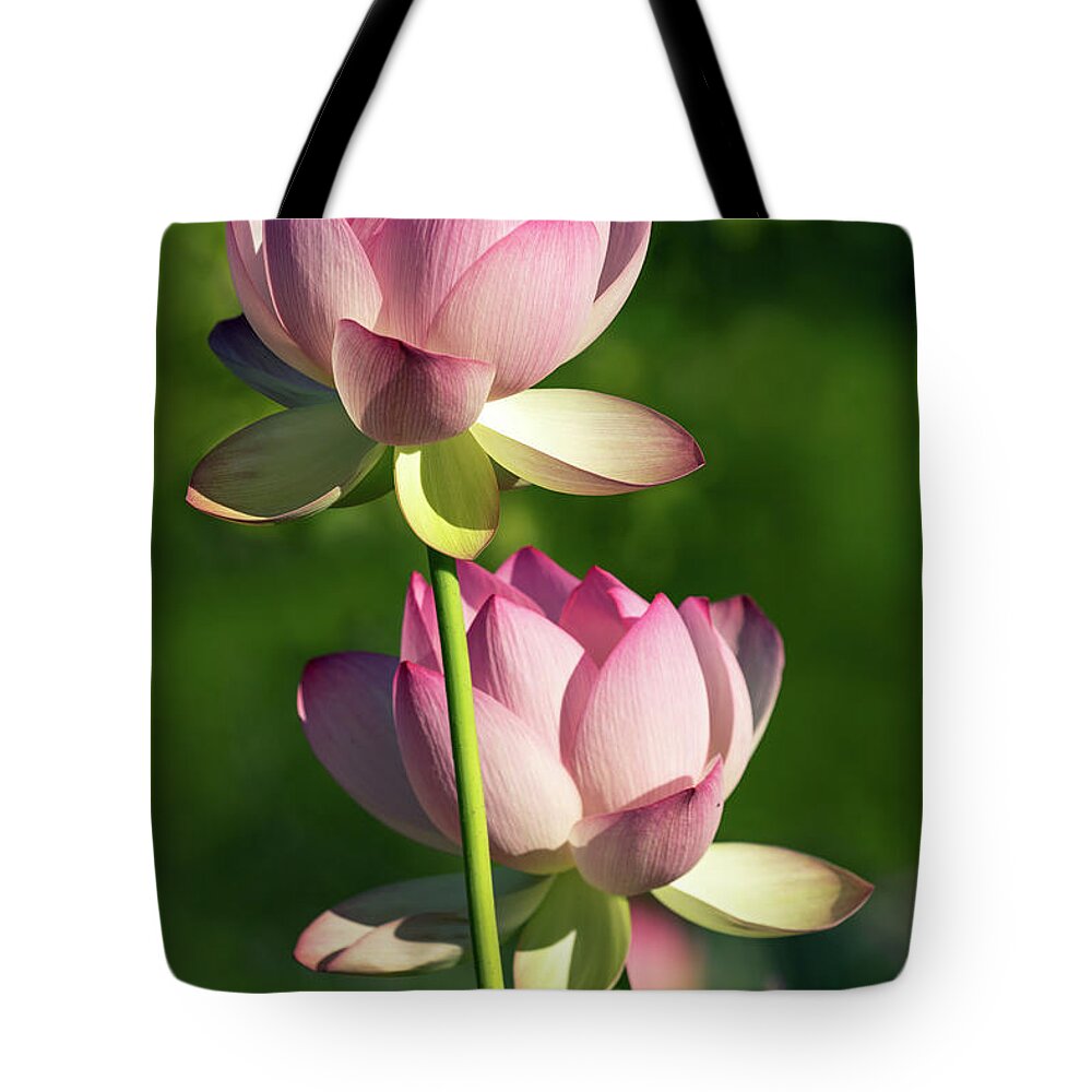 Lotus Tote Bag featuring the photograph Bee Makes Three by Art Cole