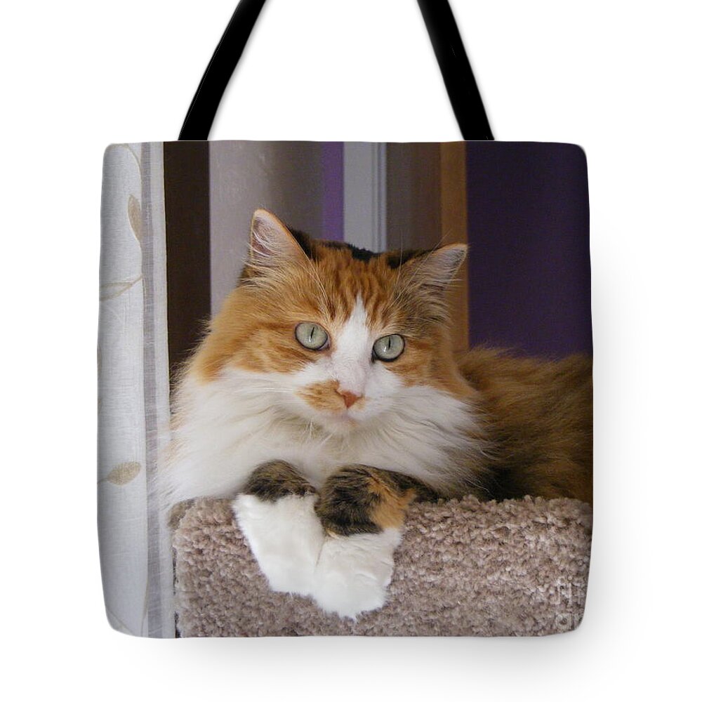 Cat Photography Tote Bag featuring the photograph Bee Mine by Nancy Kane Chapman