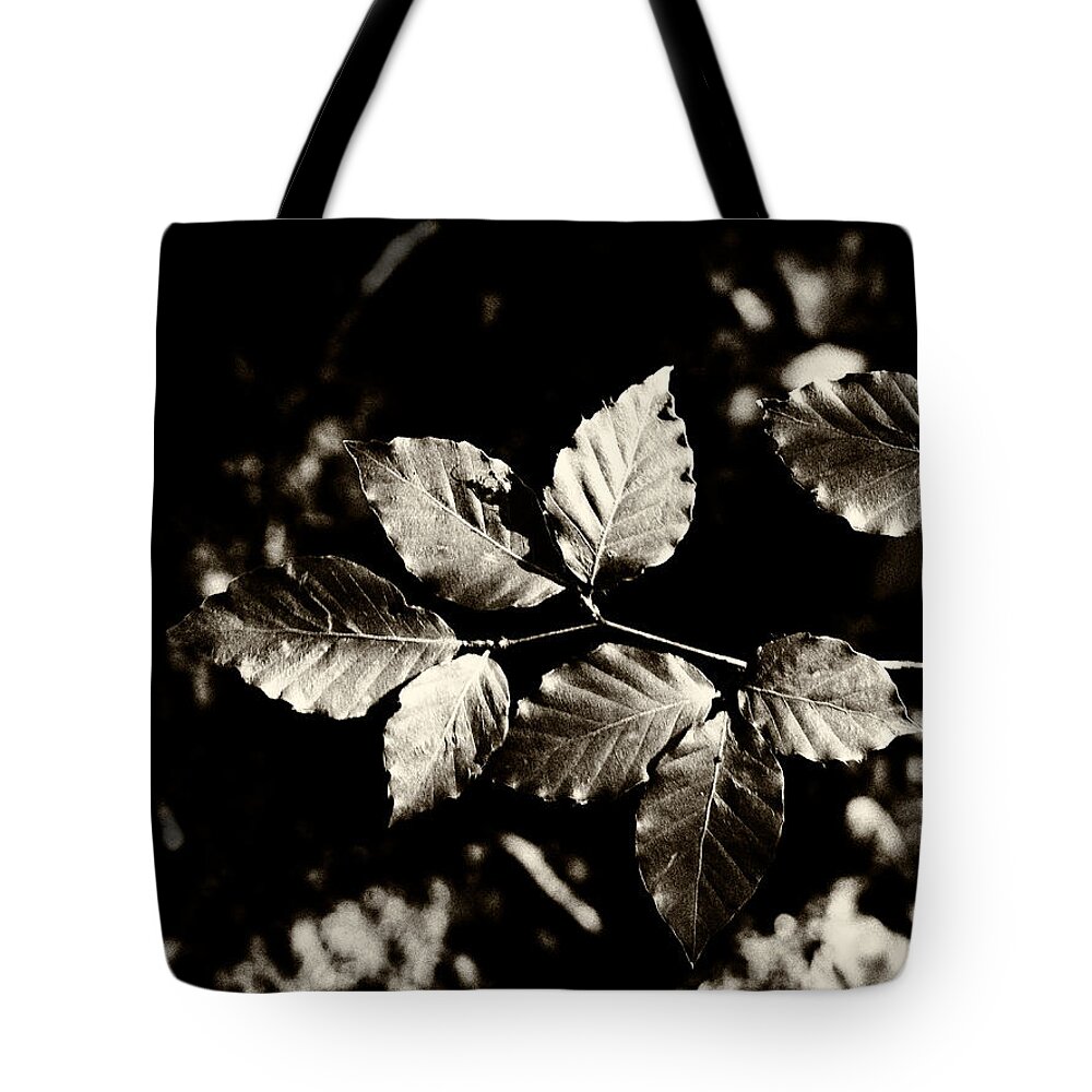 Leaves Tote Bag featuring the photograph Beech Leaves by Mark Egerton