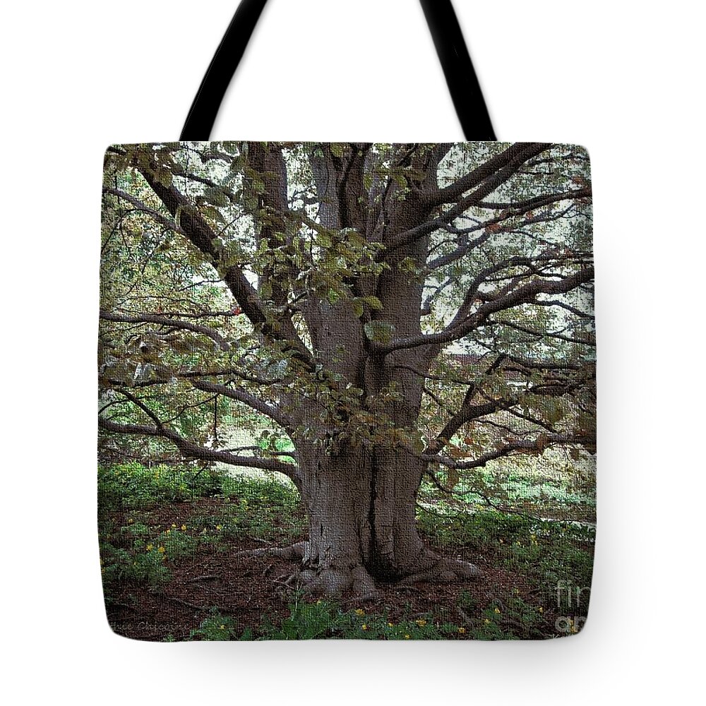 Photography Tote Bag featuring the photograph Beech Tree by Kathie Chicoine