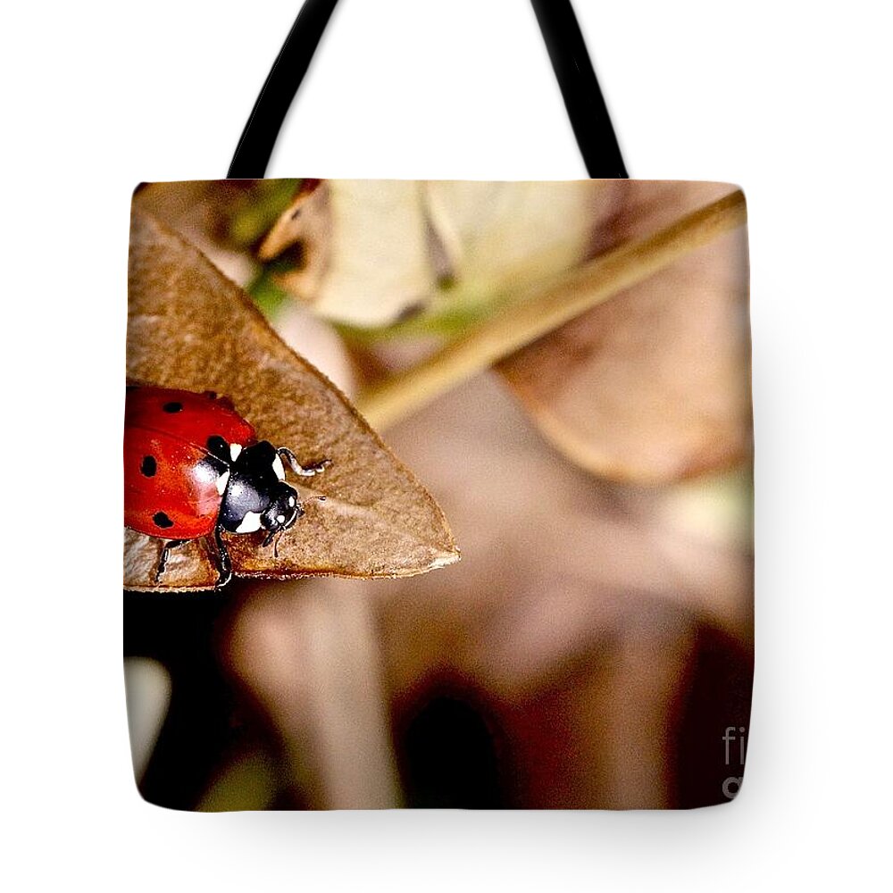 Ladybug Tote Bag featuring the photograph Beetle Coccinellidae by Elisabeth Derichs