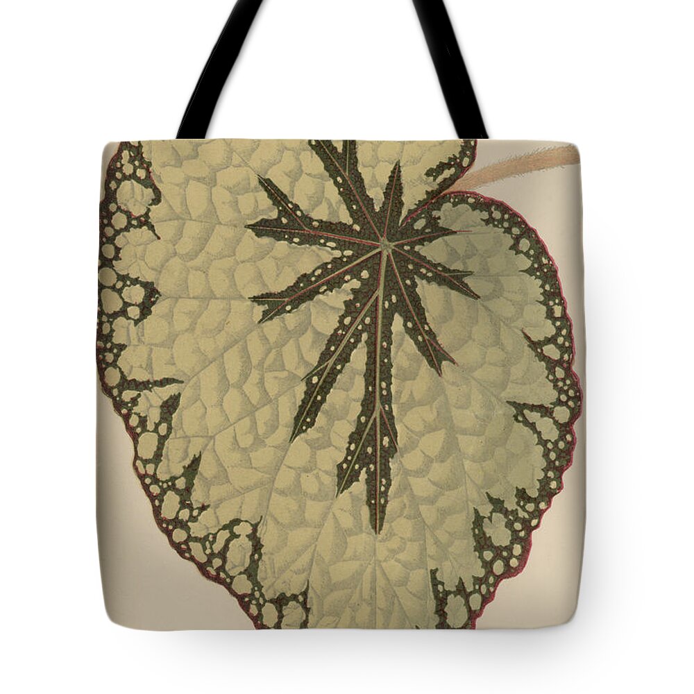 Rex Cultorum Tote Bag featuring the painting Begonia Marshallii by English School