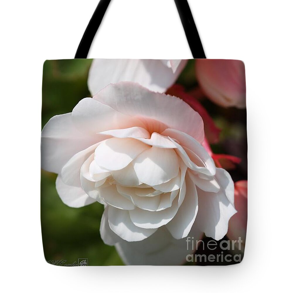 Mccombie Tote Bag featuring the photograph Belgian Begonia named Angelique by J McCombie