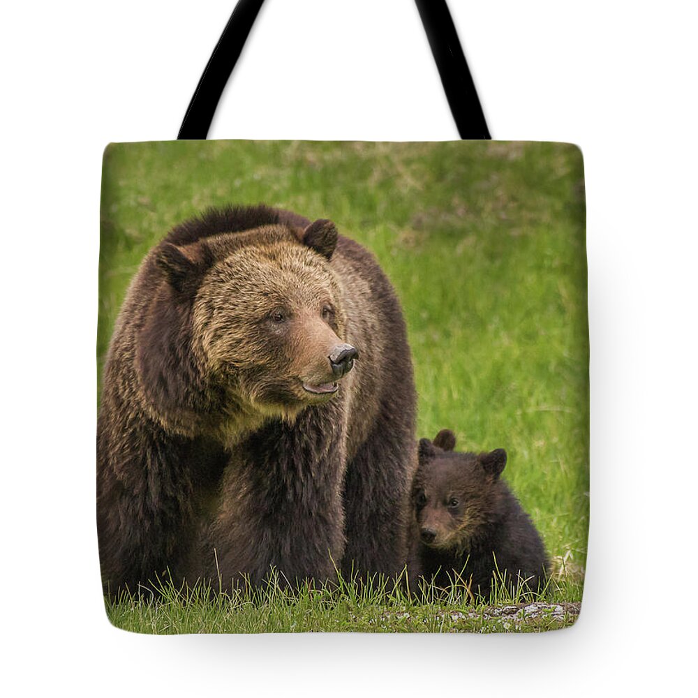 Spring Tote Bag featuring the photograph Beryl Grizzlies In Spring 2017 by Yeates Photography