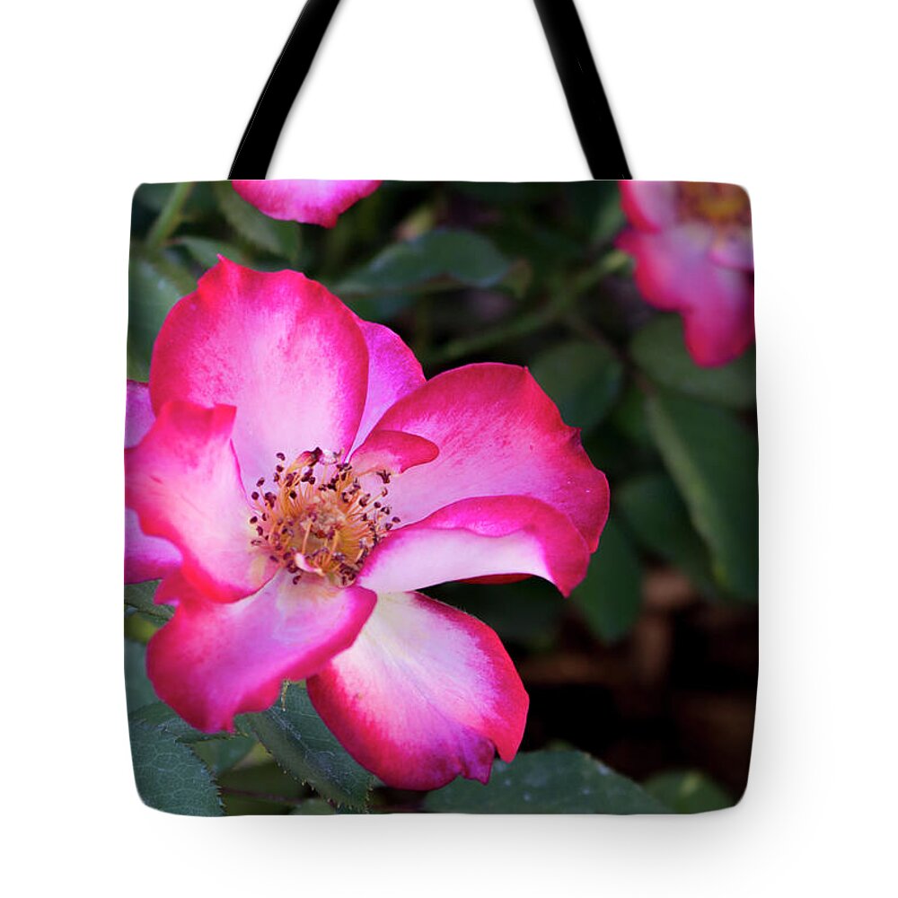 Close-up Tote Bag featuring the photograph Betty Boop Roses by K Bradley Washburn