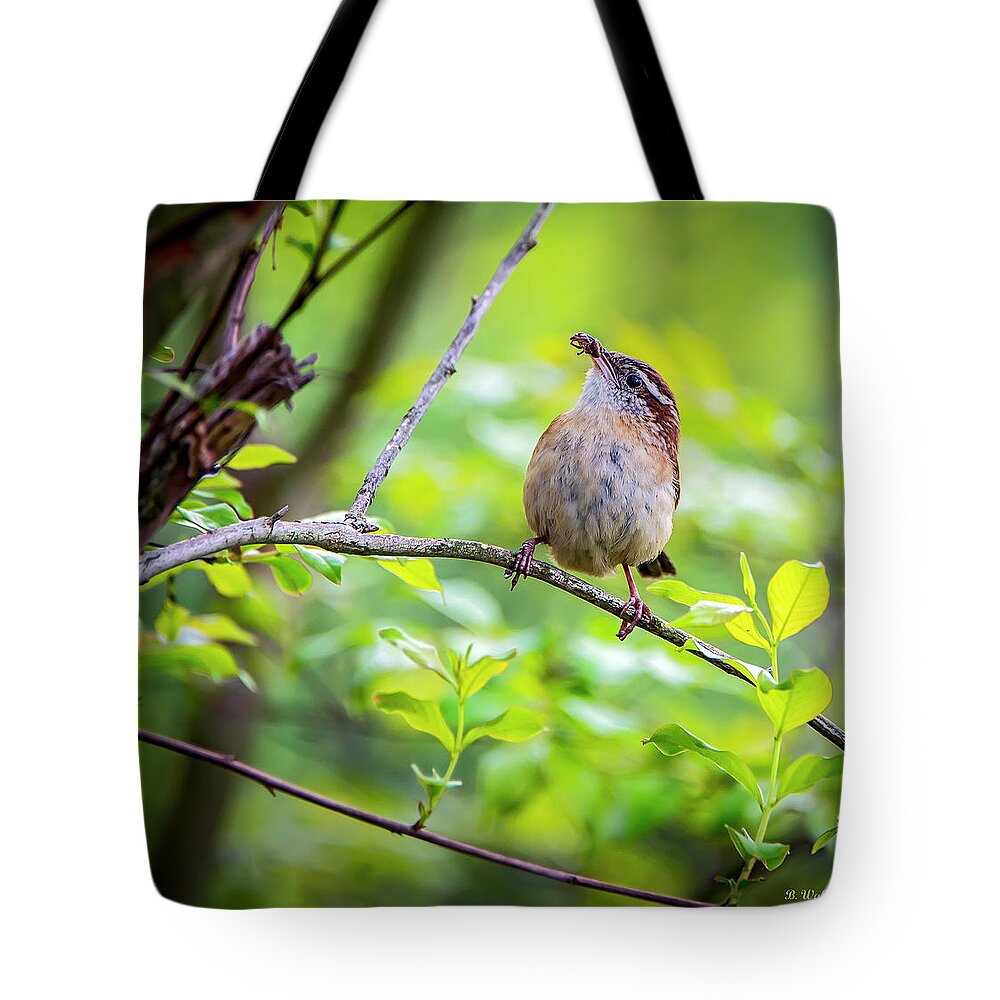 2d Tote Bag featuring the photograph Carolina Wren - Pausing by Brian Wallace