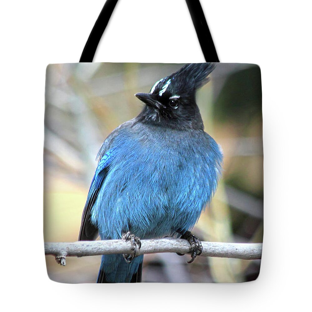 Steller's Jay Tote Bag featuring the photograph Big Blue by Shane Bechler