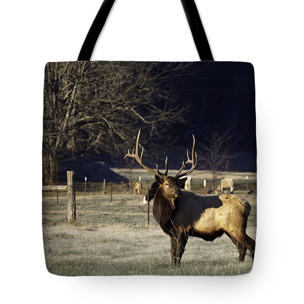 Sunrise Tote Bag featuring the photograph Big Bull Elk at Sunrise II by Michael Dougherty
