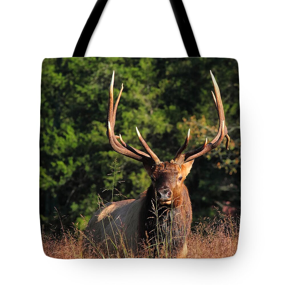 Big Bull Elk Tote Bag featuring the photograph Big Bull Elk Up Close in Lost Valley by Michael Dougherty