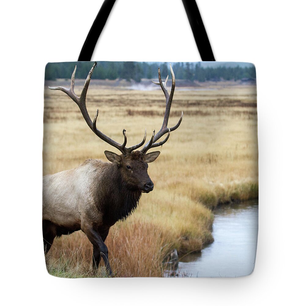 Elk Tote Bag featuring the photograph Big Bull Elk by Wesley Aston