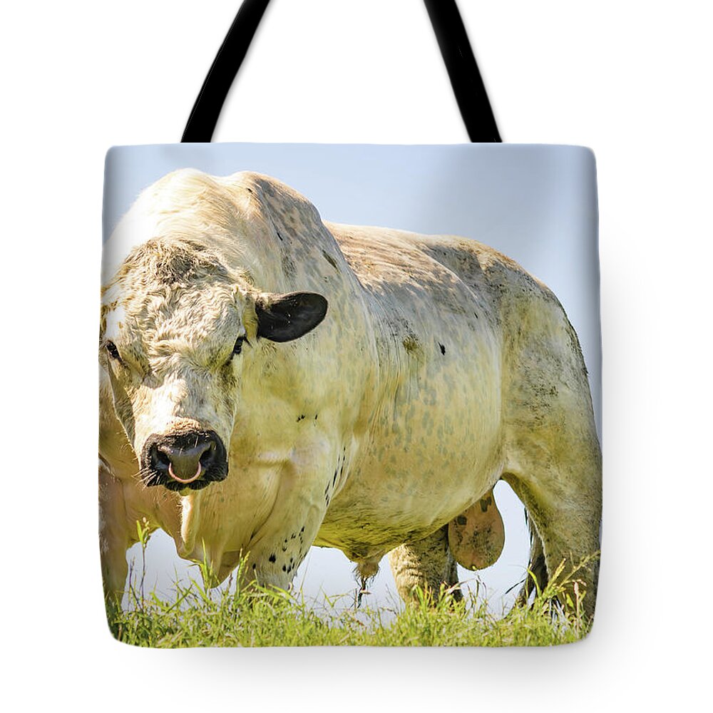 Big Bull Tote Bag by Warren Bourne