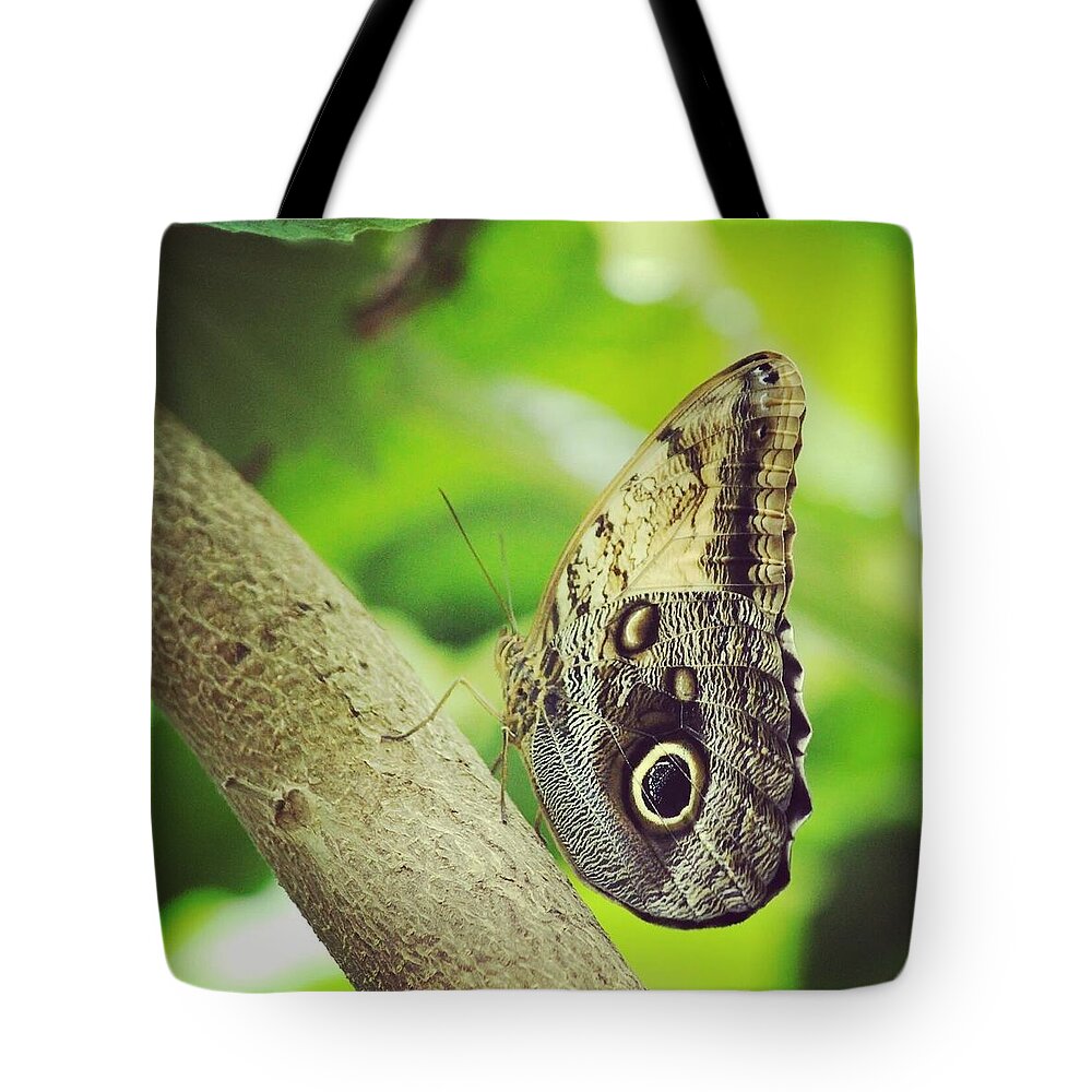 Butterfly Tote Bag featuring the photograph Big Butterfly on Branch by Emily Harrison