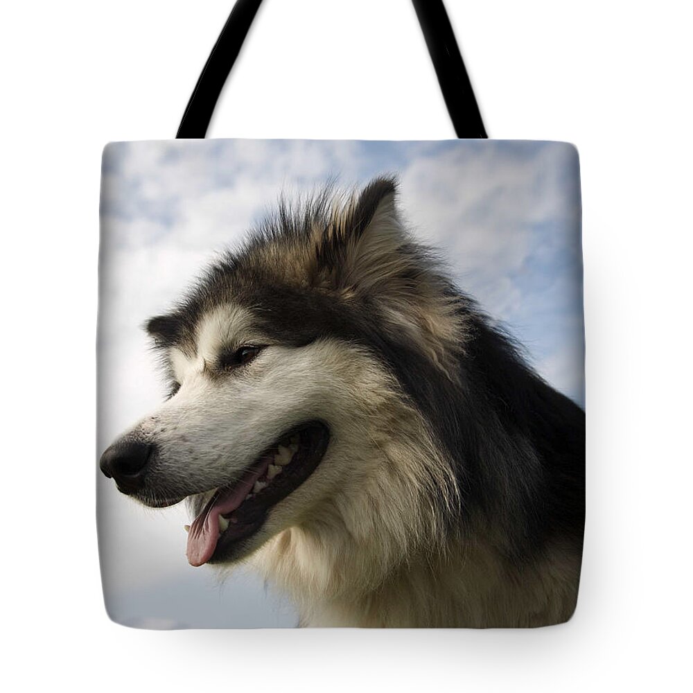 Alaskan Tote Bag featuring the photograph Big dog by Christopher Rowlands