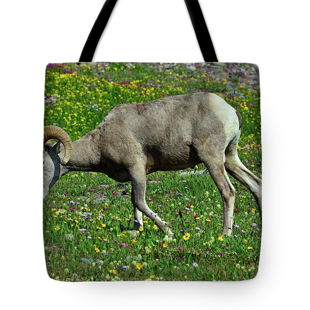 Glacier Tote Bag featuring the photograph Big Horn Ram Eating Flowers in Glacier National Park by Bruce Gourley